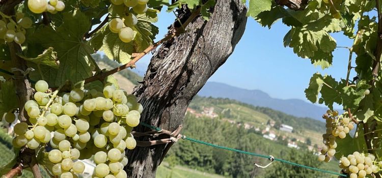 Vendemmia Venica e venica Sauvignon
