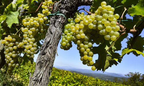 Sauvignon