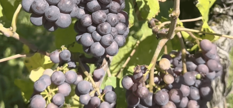 video jesera - vendemmia