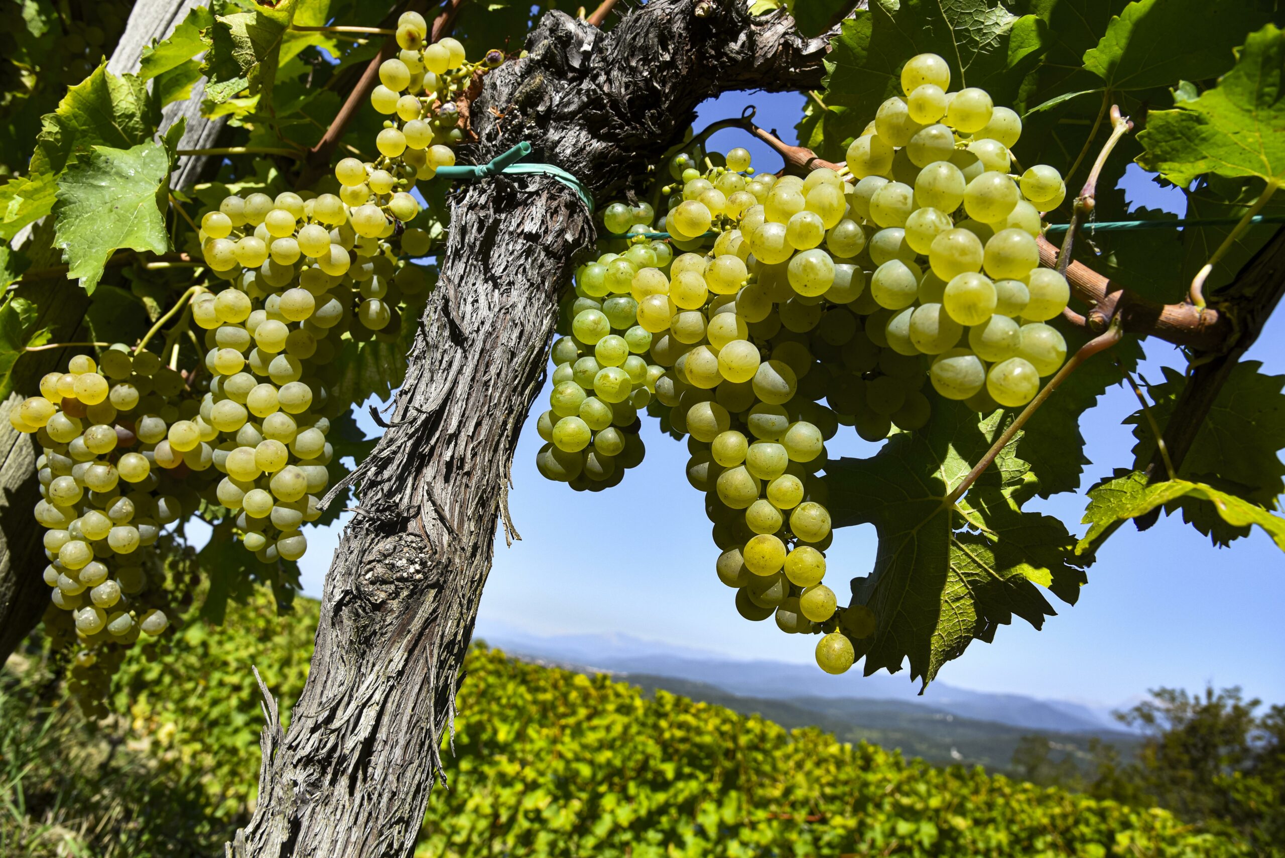 Sauvignon
