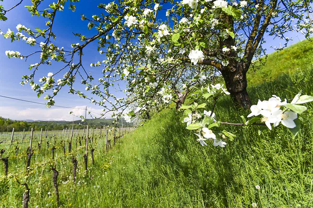 vigneti sauvignon ronco del cerò