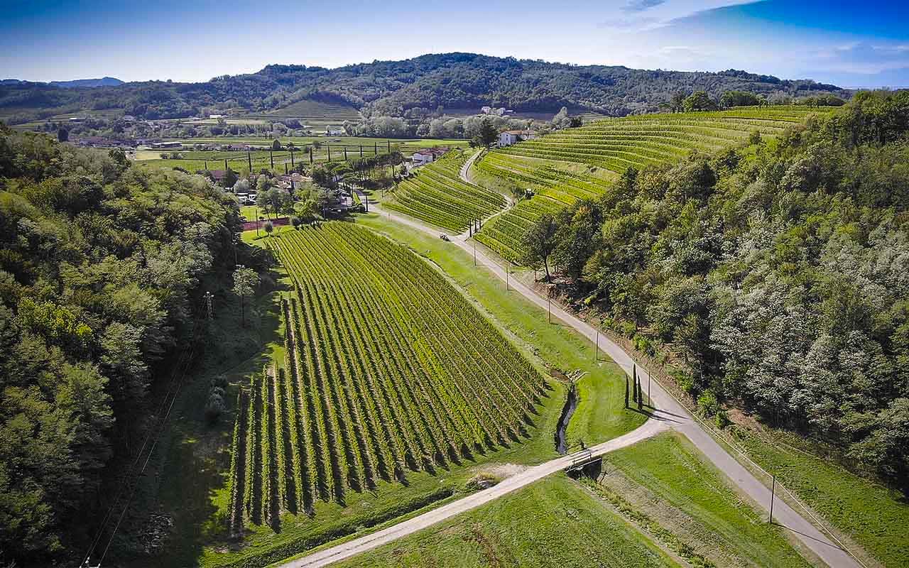 vigneto di sauvignon
