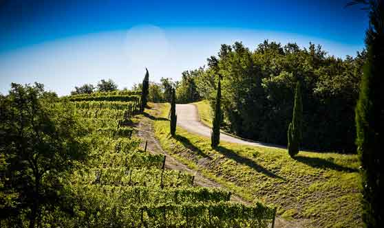 passeggiate tra vigneti e boschi