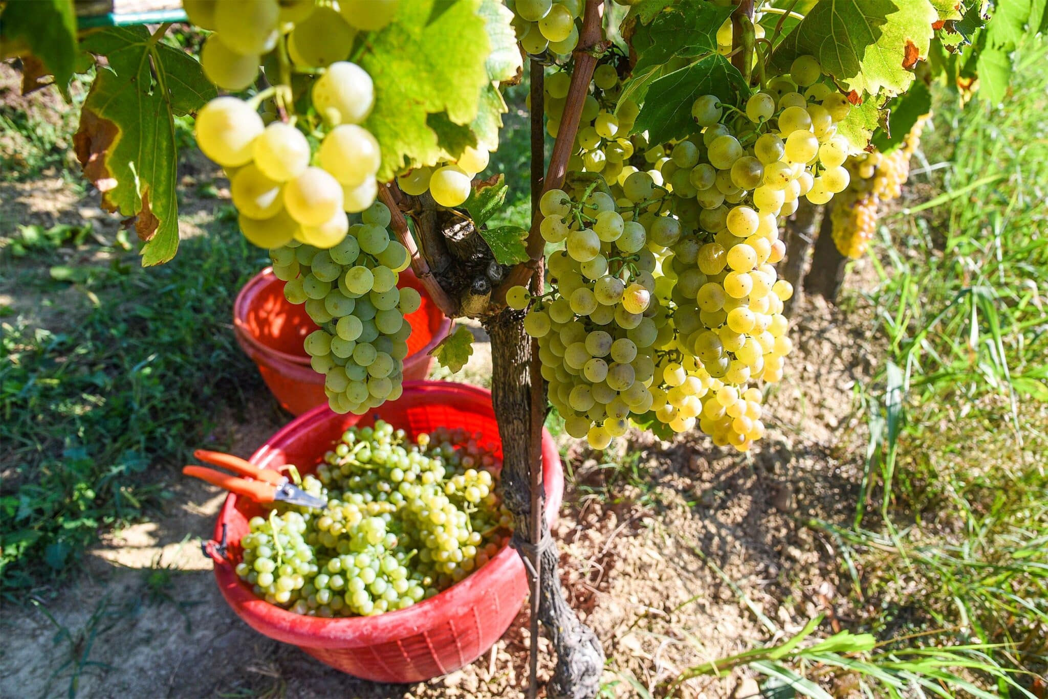 Grappolo Malvasia