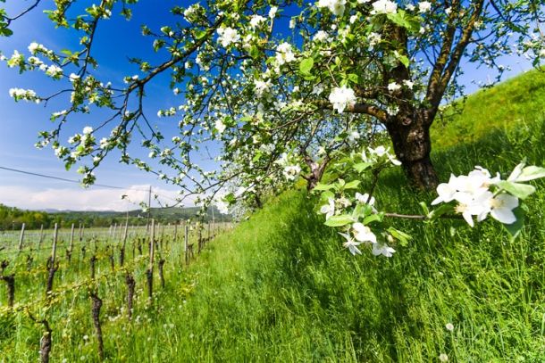 vigneto sauvignon