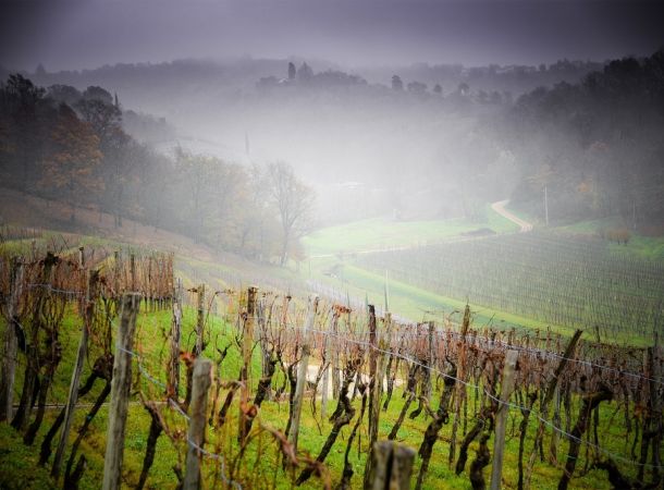vigneti sauvignon ronco del cerò