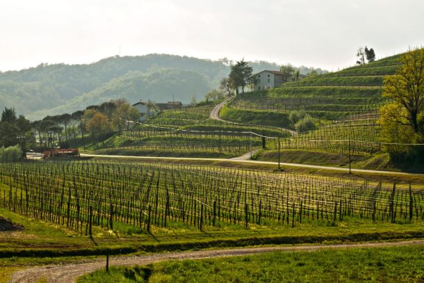 vigneti sauvignon ronco del cerò