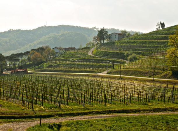 vigneti sauvignon ronco del cerò