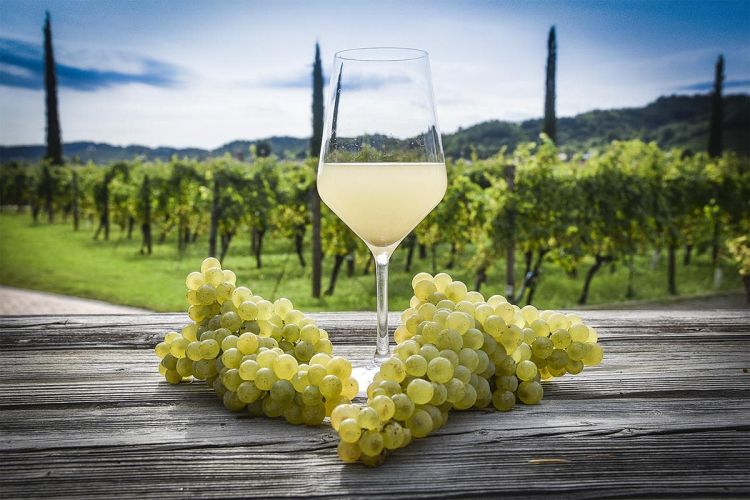 pinot bianco