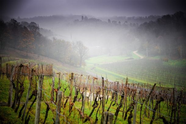 vigneti sauvignon ronco del cerò