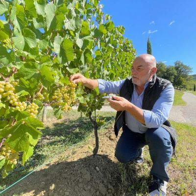 pinot bianco vite