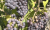 video jesera - vendemmia